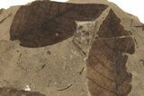 Fossil Plant (Fagus, Fagopsis) Plate - McAbee, BC #248915-1